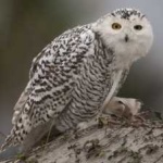 image of bird