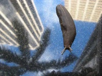 image of slug