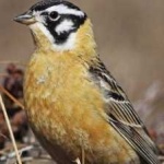 image of bird