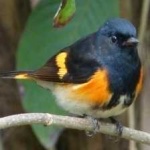 image of bird