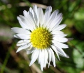 image of flower