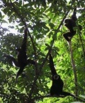 image of gibbon