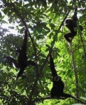 image of gibbon #14