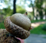 image of acorn