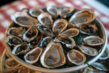 image of oyster #20