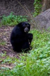 image of siamang