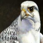 image of bird