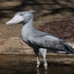 image of shoebill