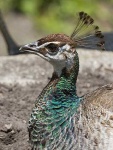 image of peacock