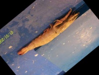 image of fish