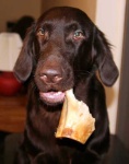 image of flat_coated_retriever