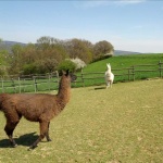 image of alpaca #31