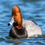 image of bird