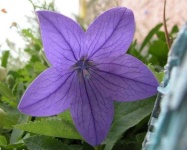 image of balloon_flower #5