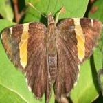image of animal