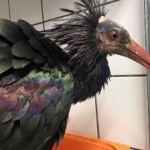 image of bird