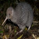 image of bird