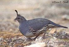 image of quail