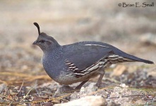 image of quail #22