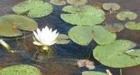 image of water_lilly