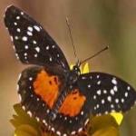 image of animal