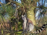 image of madagascar_cat