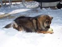 image of keeshond