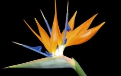 image of flower