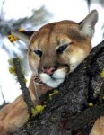 image of cougar #5