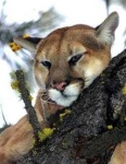 image of cougar
