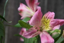 image of flower