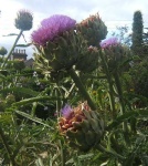 image of cardoon