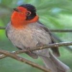 image of bird