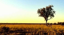 image of savanna