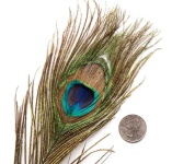 image of feather