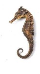 image of sea_horse