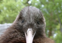 image of kiwi #22