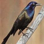 image of bird