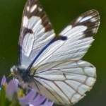 image of animal