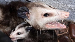 image of possum #24