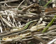 image of whiptail