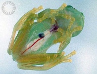 image of animal