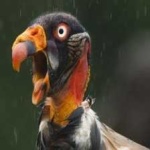 image of bird