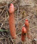 image of stinkhorn