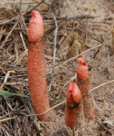 image of stinkhorn #10