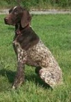 image of german_short_haired_pointer