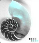 image of chambered_nautilus