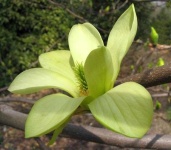 image of flower