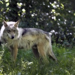 image of wolf #52