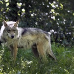 image of animal